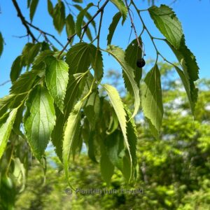 Celtis australis