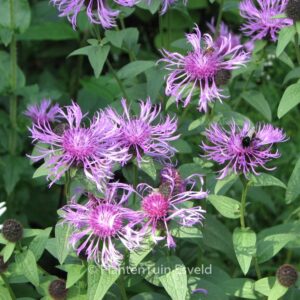 Centaurea 'Cara Mia'