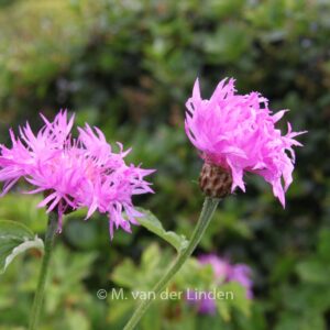 Centaurea dealbata 'Steenbergii'
