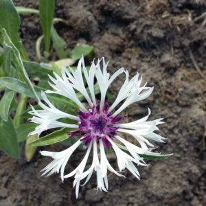 Centaurea montana 'Amethyst in Snow'