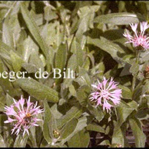 Centaurea montana 'Carnea'