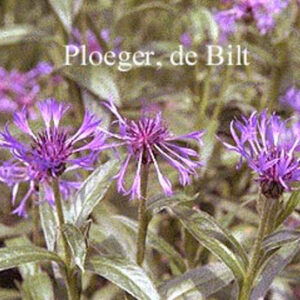 Centaurea montana 'Coerulea'