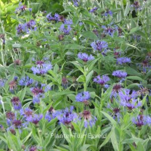 Centaurea montana 'Grandiflora'