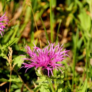 Centaurea phrygia