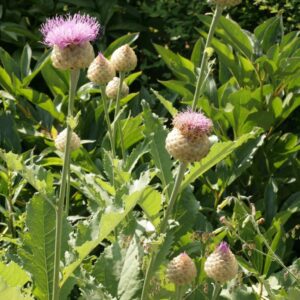 Centaurea scabiosa