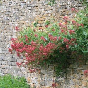 Centranthus ruber 'Coccineus'