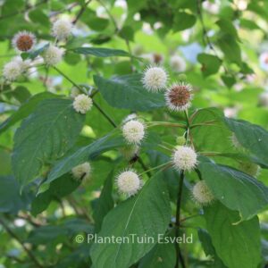 Cephalanthus occidentalis