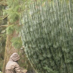 Cephalotaxus harringtonia 'Fastigiata'