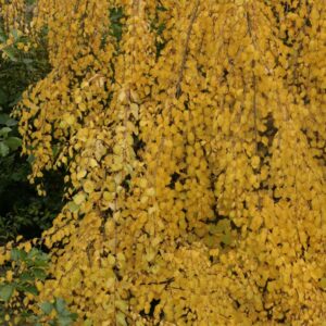 Cercidiphyllum japonicum 'Amazing Grace'