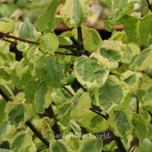 Cercidiphyllum japonicum 'Chameleon'