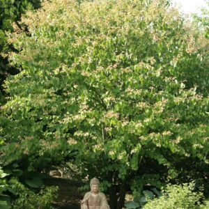 Cercidiphyllum japonicum 'Heronswood Globe'