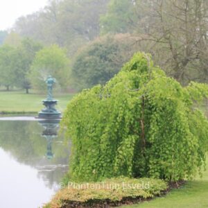 Cercidiphyllum japonicum 'Pendulum'