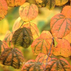 Cercidiphyllum japonicum 'Raspberry'