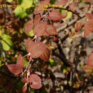 Cercidiphyllum japonicum 'Tidal Wave'