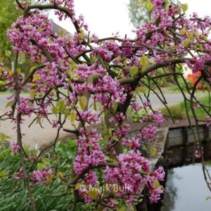 Cercis canadensis 'Covey' (LAVENDER TWIST)