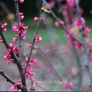 Cercis canadensis 'Oklahoma'