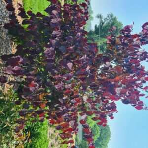 Cercis canadensis 'RNI-RCC3' (Midnight Express)