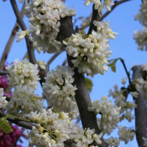 Cercis canadensis 'Texas White'