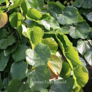 Cercis canadensis 'Traveller'