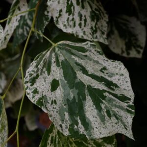 Cercis canadensis 'Vanilla Twist'