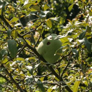 Chaenomeles cathayensis