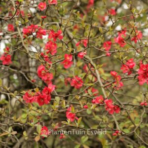 Chaenomeles japonica