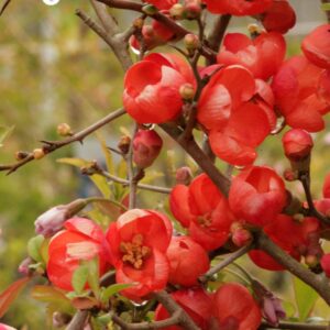 Chaenomeles japonica 'Sargentii'