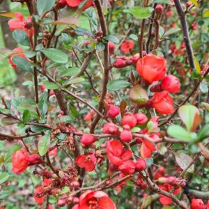 Chaenomeles speciosa 'Friesdorfer'