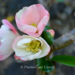 Chaenomeles speciosa 'Moerloosei'