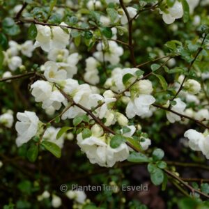 Chaenomeles speciosa 'Nivalis'