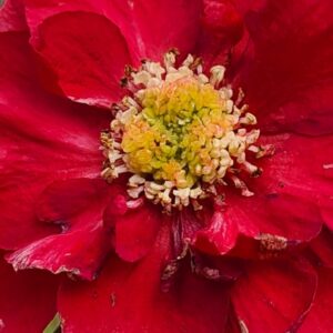 Chaenomeles speciosa 'Scarlet Storm'