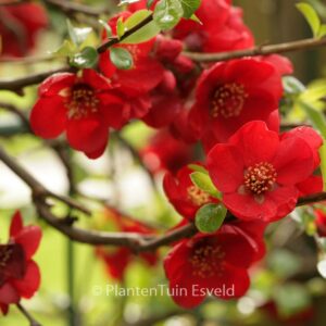 Chaenomeles superba 'Crimson & Gold'