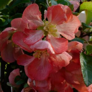 Chaenomeles superba 'Interpita' (PINK TRAIL)
