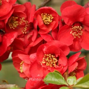 Chaenomeles superba 'Nicoline'
