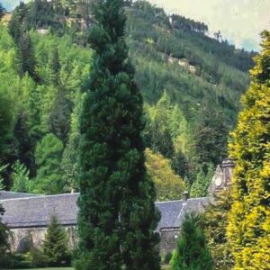 Chamaecyparis lawsoniana 'Columnaris'