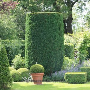 Chamaecyparis lawsoniana 'Ellwoodii'