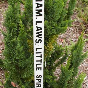 Chamaecyparis lawsoniana 'Little Spire'