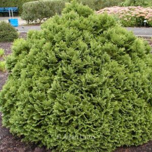 Chamaecyparis lawsoniana 'Minima Glauca'