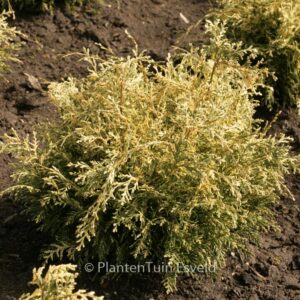 Chamaecyparis lawsoniana 'Pearly Swirls'