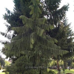 Chamaecyparis nootkatensis 'Pendula'