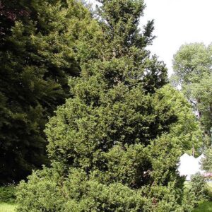 Chamaecyparis obtusa 'Drath'