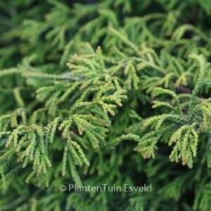 Chamaecyparis obtusa 'Gitte'
