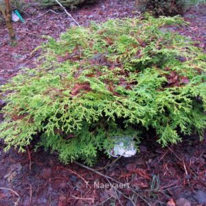 Chamaecyparis obtusa 'Kamarachiba'