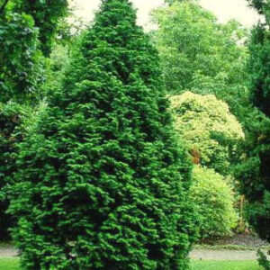 Chamaecyparis obtusa 'Loenik'