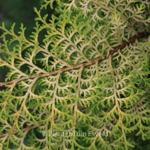 Chamaecyparis obtusa 'Lucas'