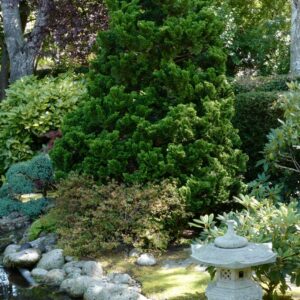 Chamaecyparis obtusa 'Nana Gracilis'