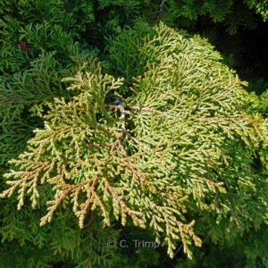 Chamaecyparis obtusa 'Pygmaea'