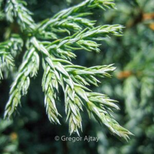 Chamaecyparis pisifera 'Baby Blue'