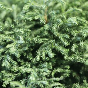 Chamaecyparis pisifera 'Blue Moon'