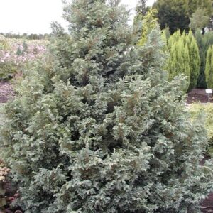 Chamaecyparis pisifera 'Boulevard'
